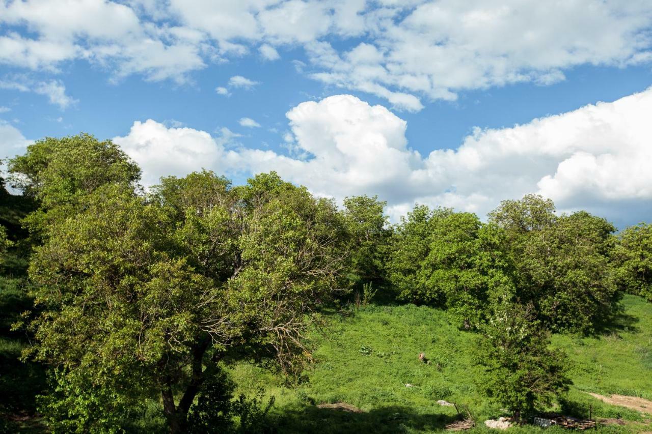 Magic Garden By Vladut Otel Bacău Dış mekan fotoğraf